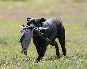 Moose Planty