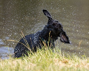 Bling Kennedy