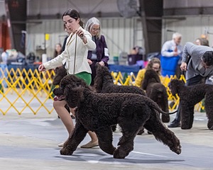 09 - GCH CH POOLE'S IDE RIPTIDE RI DS CGC (Rip)