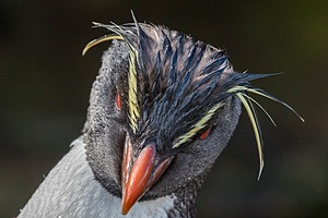 Rockhopper Penguin, Saunders Island, The Falklands