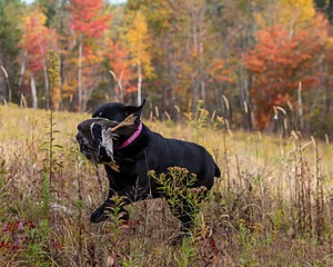 Shoreline's Dancing Girl (Sadie)