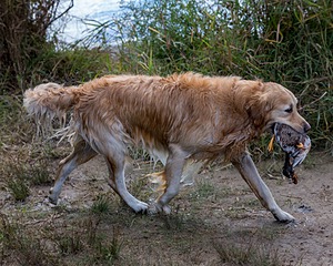 Ghillie Deresienska