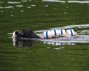 Boaty Bellicose