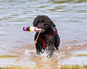 Phelps