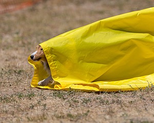 20160619-CCKC-1235.jpg