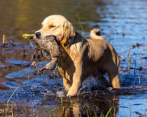 Boss Hayes