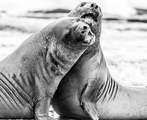 Southern Elephant Seals, Sea Lion Island, The Falklands