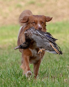 Ganser Baillargeon