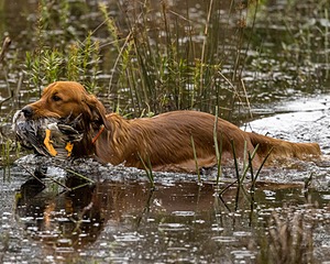 Freddie Siegel