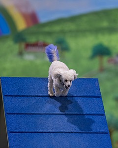 Bolt Kearney