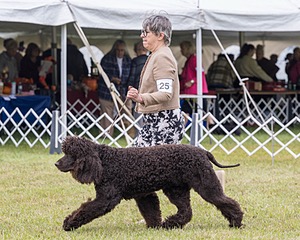 25 - GCH CH POOLE'S IDE RIPTIDE OHS RI DS CGC (Rip)