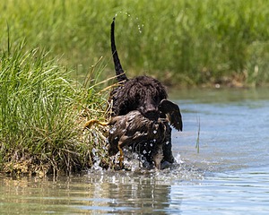 Ghillie