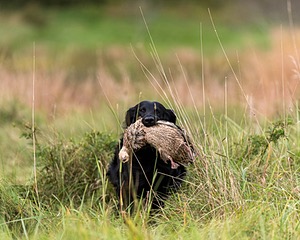 Otter Young