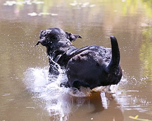 Raven Casey