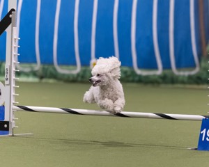 Bolt Kearney