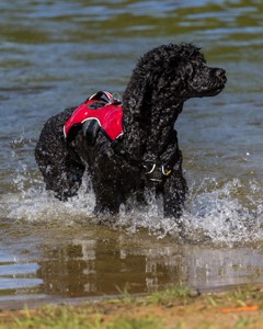 Breeze Holden