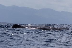 Sperm Whale