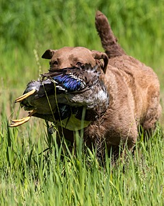 20170604-SEAL-1128.jpg