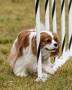 20190616-CCKC-1156.jpg