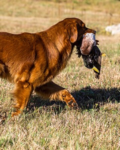 Lakota McCluer