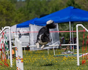 20170520-NEAT-0608.jpg