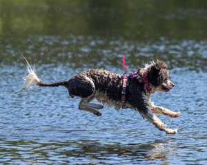 Tillie Lattrell