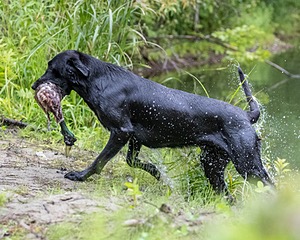 Cane Robichaud
