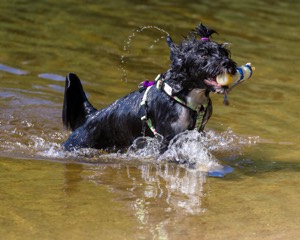 Dottie Notestine