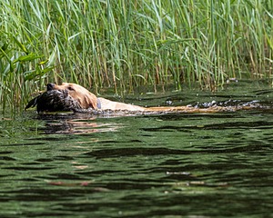 20170603-SHRW-1954.jpg