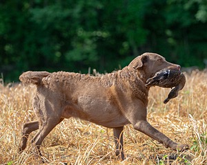 Monster Zajchowski