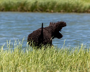 Ghillie