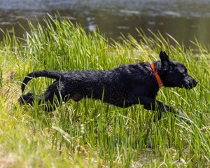 Buster Lobley