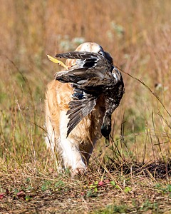 Ghillie Deresienska