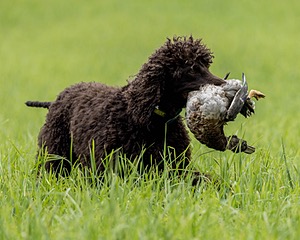 Ghillie Kezer