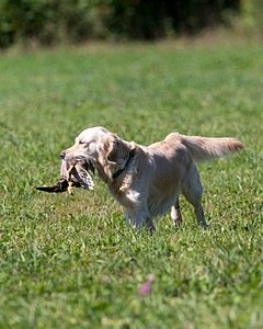 Chase