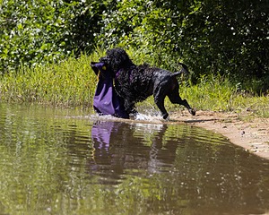 Perry Schaub