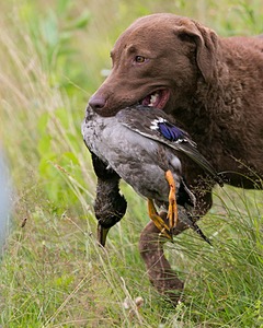 Lena Wilson