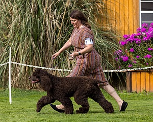 11 - GCH CH BREKKON'S FIRST MARK BN RN CGC TKN
