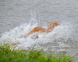 River Snyder