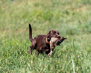 Chip Masciarelli