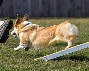 Louie Sprano