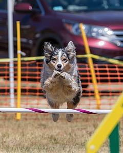Keebler Derby