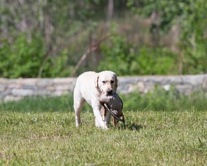 20130601-SHRL-0377.jpg