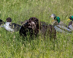20210606-SEAL-0739.jpg