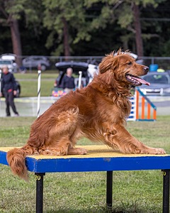 Acro Buzanoski