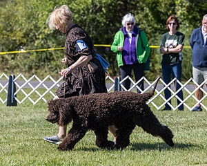 07 - GCH CH CASTLEHILL'S RAMBLIN' RAFAEL O'CRISPIN BN (Rafi)