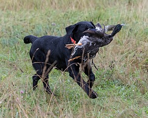 Becca Reed