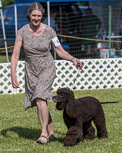 62 - GCH CH Chantico's Dark And Stormy BN RN (Kiera)