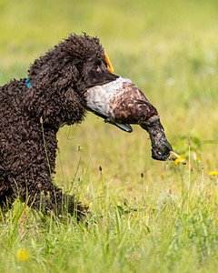 Ghillie Kezer