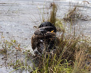 Ziva Millikin